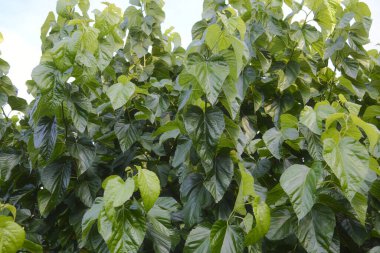 Beyaz Dut: yoğun, yeşil yapraklar, parlak arkaplan.