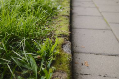Yeşil çimenler ve yosunlar beton bir geçitte büyür..