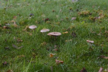 Yeşil çimenlerin dışında çeşitli mantarlar yetişiyor..