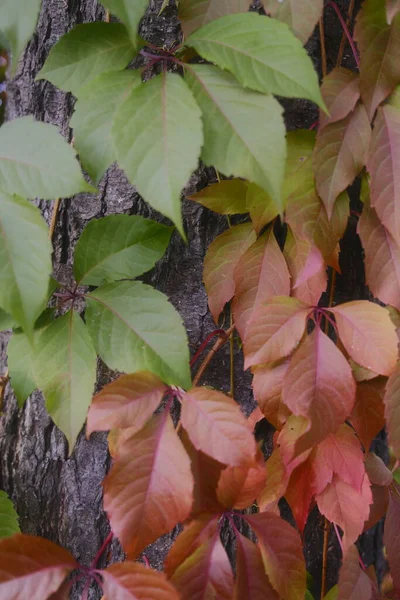 Yeşil ve kırmızı Virginia sarmaşık yaprakları Ağacın kabuğunda yetişir.