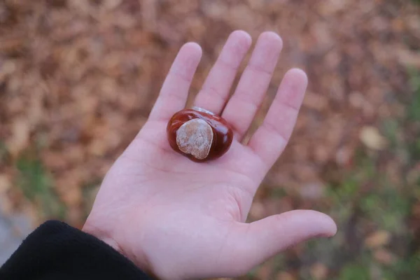 El, parlak conker tutar; bulanık yaprak arkaplan.