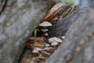 Küçük beyaz mantar kümesi çürüyen bir kütüğün dibinde yetişir..