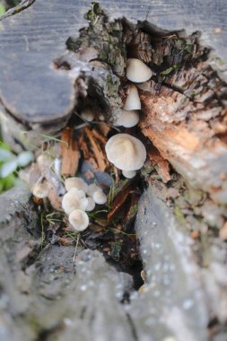 Çürüyen bir ağaç kütüğünün içinde küçük beyaz mantar kümesi.