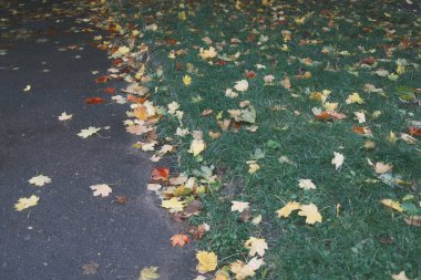 Renkli yapraklar sonbaharda çimenleri ve zemini kaplar..