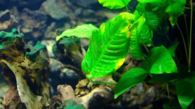Temiz bir tatlı su akvaryumunda doğal ahşap elementlerle büyüyen parlak yeşil bitkilerin yakın görüntüsü.
