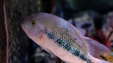 Canlı mavi yeşil pullu açık renkli tatlı su balıkları bir ev akvaryumunun berrak sularında süzülür..