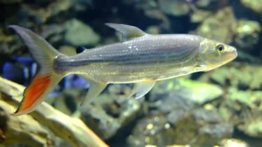 Afrika Kaplanı büyük bir halk akvaryumunda zarifçe yüzer. Metalik gümüş pulları ve kendine özgü turuncu kuyruğu görülebilir..