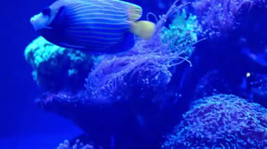 Muhteşem mavi çizgili bir melek balığı berrak bir akvaryumdaki canlı mor mercanların yanında derin mavi sularda süzülüyor..