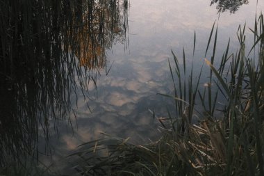 Yeşil sazlıkların yansımaları ve söğüt ağacının söğüt akıntısı alacakaranlıkta yavaşça dalgalanan bir göletin yüzeyinde.