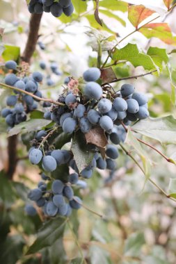 Birçok dolgun böğürtlen bir bitki dalından yoğun kümelere asılır..