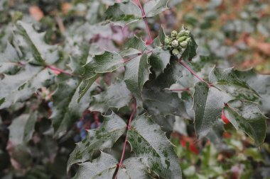 Koyu yeşil dikenli Mahonia yaprakları su damlacıkları ve küçük yeşil tomurcuklar ile birlikte açık bir bahçedeki bir çalılıkta..