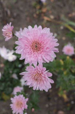 Bahçede birkaç tane hassas pembe kasımpatı çiçeği yetişir..