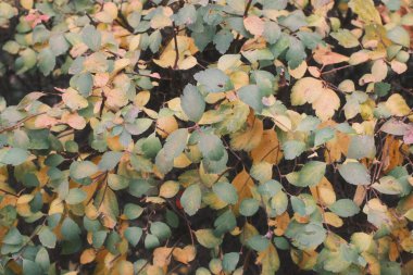 Canlı sonbahar yaprakları dalları kaplar, sonbahar mevsiminde yeşil ve altın sarısı renklerin güzel bir karışımını sergiler..