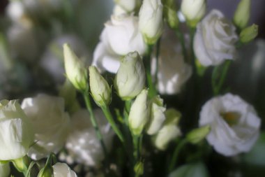 Taze beyaz çiçek tomurcuklarının ve yeşil saplı çiçek açan çiçeklerin yakın plan görüntüsü yumuşak ışıkta narin taç yapraklarını gösteriyor..