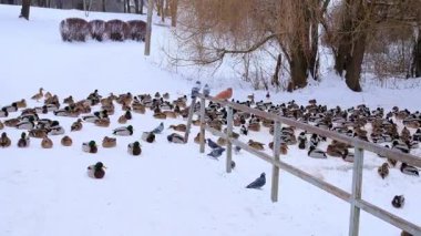 Büyük bir yaban ördeği ve güvercin sürüsü kış parkındaki metal bir çitin yanındaki karla kaplı zeminde toplanıyor..