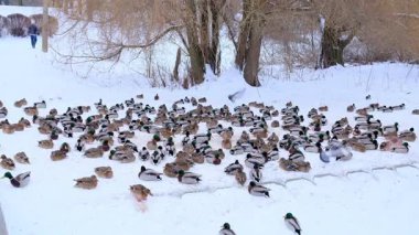 Kar ördekleri ve güvercinler soğuk bir kış gününde ağaçlarla kaplı karlı bir nehir kıyısında dinleniyorlar..