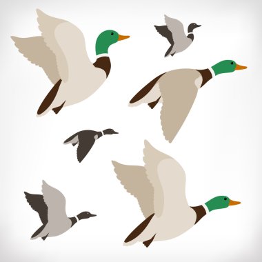 Set of flying wild ducks. Duck hunting. Mallard duck flying. Flock flying to the South. Vector illustration. clipart