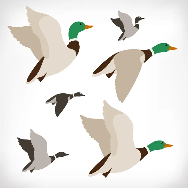 Set of flying wild ducks. Duck hunting. Mallard duck flying. Flock flying to the South. Vector illustration. — Stock Vector