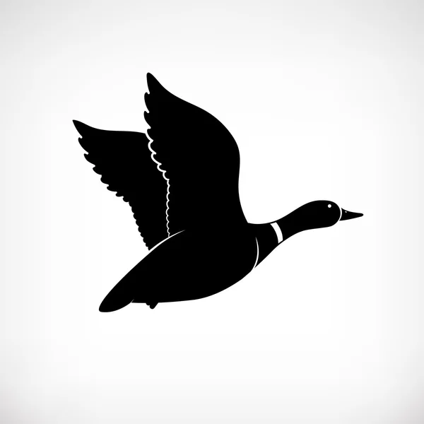 Flying duck vector. Mallard duck flying. Duck flying icon. Duck hunt vector. Isolated vector silhouette of flying duck on background for logotype. Duck flies. Cartoon style. Stock Illustration