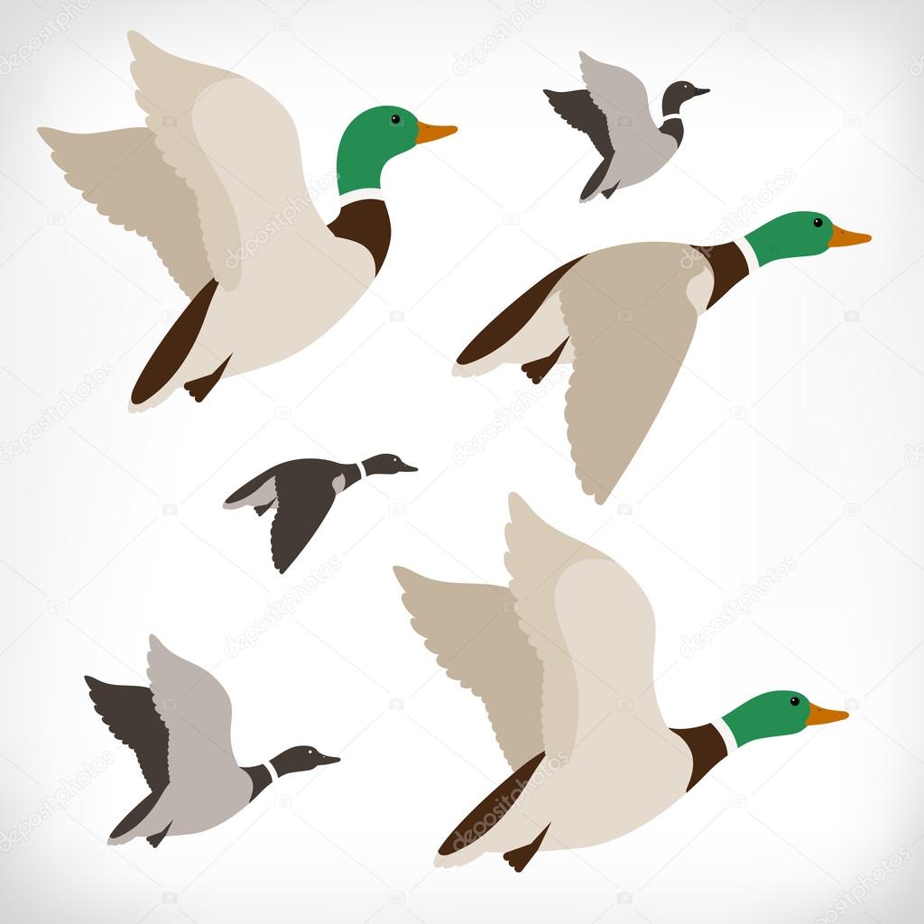 Flock of wild drakes ducks flying.