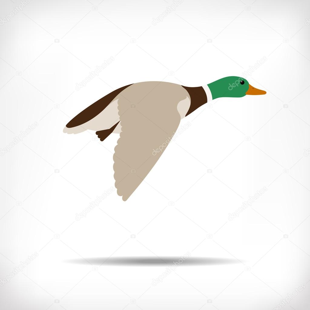 Flying duck vector. Mallard duck flying. Duck flying icon. Duck hunt vector. Isolated vector silhouette of flying drake on background for emblem. Duck flies. Cartoon style.