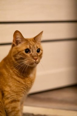 Yumuşak arkaplanı bulanık kırmızı bir kedinin yakın plan portresi, kürk dokusunu vurguluyor, anlamlı gözler, ve sevimli evcil hayvan estetiği.