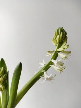 Narin beyaz bir sümbül dalına yakın plan, yumuşak bir ışık arka planına yerleştirilmeye başlandı. Minimalist çiçekli kompozisyon, taze ve zarif..