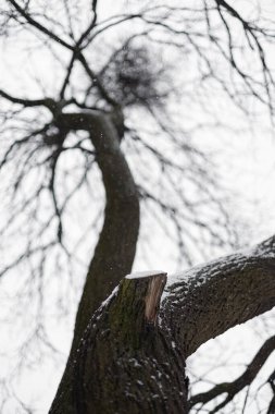 Kışın karla kaplanmış ağaç tacına bakıyorum. Yumuşak kar yağışı ve durgun mevsimlik ruh hali ile minimalist perspektif.