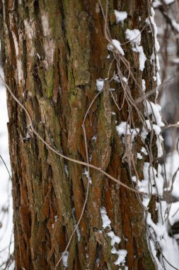 Karla kaplanmış kahverengi-yeşil ağaç kabuğunun makro görüntüsü. Minimalist kış dokusu doğal, kırsal detaylarla