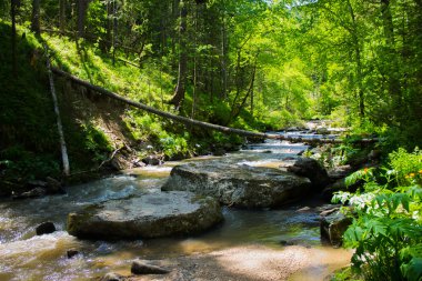 Ormanda yaz aylarında Nehri üzerinde Pine Dağı tezgâh 