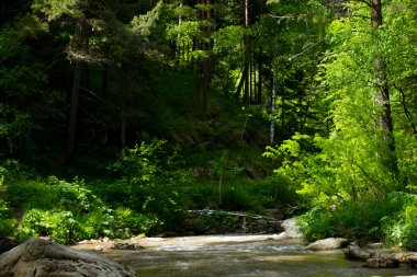 Yaz altay dağlarında dağ nehir. Rusya'nın turizm