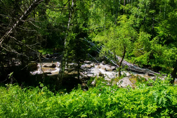 Fiume di montagna nelle montagne Altai in estate. Turismo in Russia — Foto Stock