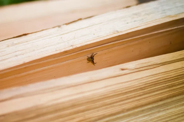 Bees Live Wooden Hive Stock Photo C 26101981 198392596