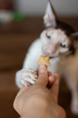 Cornish Rex 'in kedisi Yakından bir ödül kokluyor