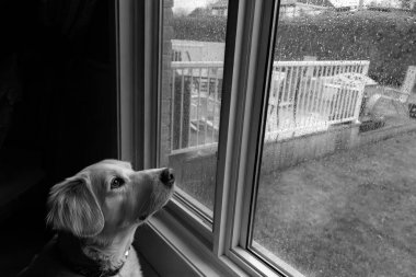 Yağmurlu bir günde pencereden dışarı bakan sevimli bir labrador köpeği. Siyah beyaz fotoğraf. Seçici odak.