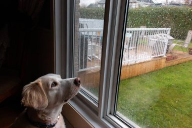 Yağmurlu bir günde pencereden dışarı bakan sevimli bir labrador köpeği.