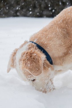 Golden Retriever, karda oynayan Labrador av köpeği karışımı. Seçici odak.