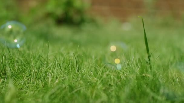 Bubbles falling on grass — Stock Video