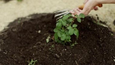 bir bitki için bakım