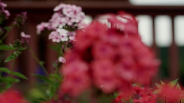 Flores de Phlox paniculata — Vídeo de stock