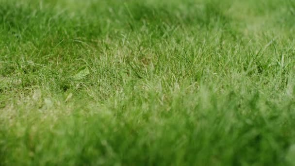 Hierba verde fresca en un jardín — Vídeos de Stock