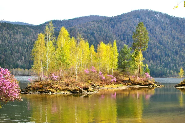 Yenisey Irmağı adada