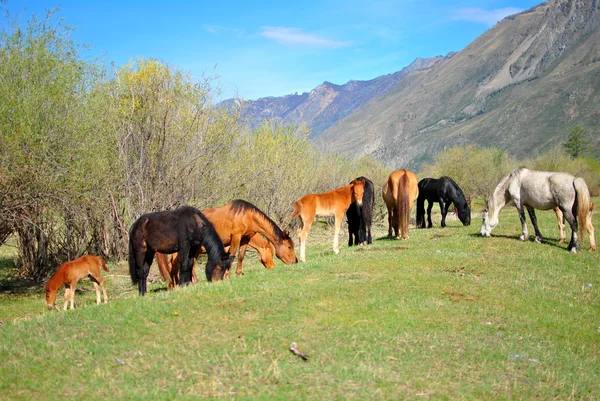 bozkırın ortasında