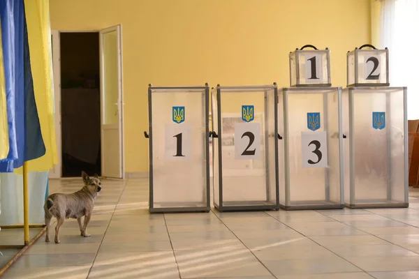 Львов Украина Июля 2019 Года Местные Выборы Украине 2020 Собаку — стоковое фото