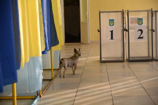 Львов Украина Июля 2019 Года Местные Выборы Украине 2020 Собаку — стоковое фото
