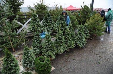 Lviv, Ukrayna, 23 Aralık 2020. İnsanlar Lviv 'deki Noel ağacı pazarında Noel ağacı satıyor..
