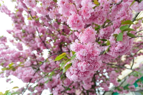 Flores Vistas Árboles Sakura Floreciendo Centro — Foto de Stock