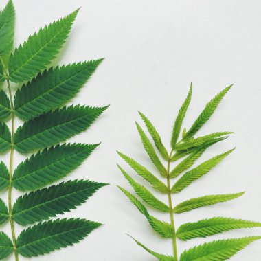 yeşil fabrikayı kapatın.