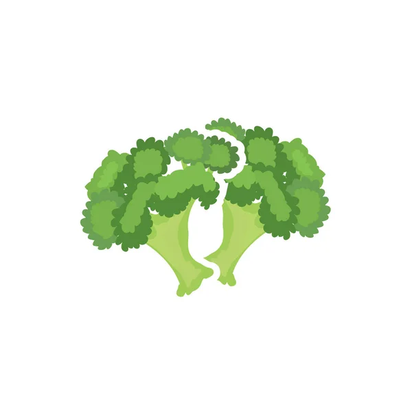 Fresh Broccoli Vegetable Nature Icon White Background Vector Illustration — Stock Vector