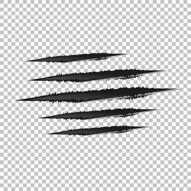 Pençe çizikleri - vektör şeffaf arkaplanda izole. Pençeler hayvan resimleri çiziyor..